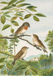 Muscicapa parva Bechst by Johann Friedrich Naumann — artwork view
