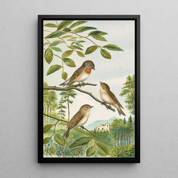Muscicapa parva Bechst by Johann Friedrich Naumann — framed artwork on a wall