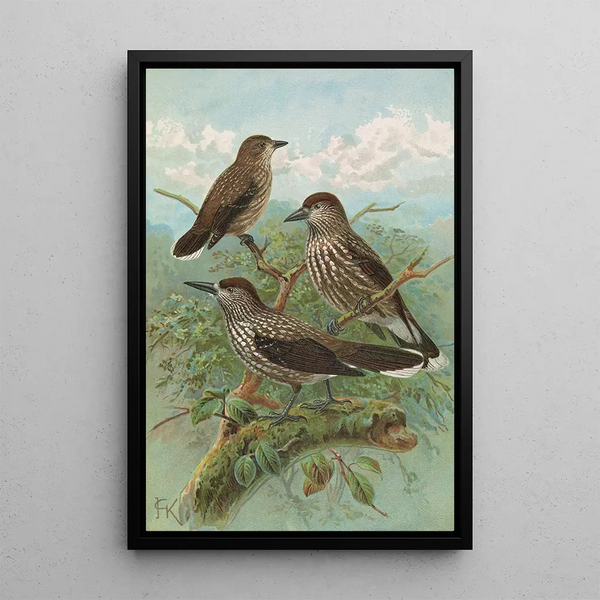 Nucifraga caryocatactes - Johann Friedrich Naumann — framed artwork on a wall
