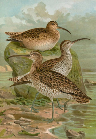 Johann Friedrich Naumann - Numenius phaeopus Numenius tenuirostris Vieill.webp