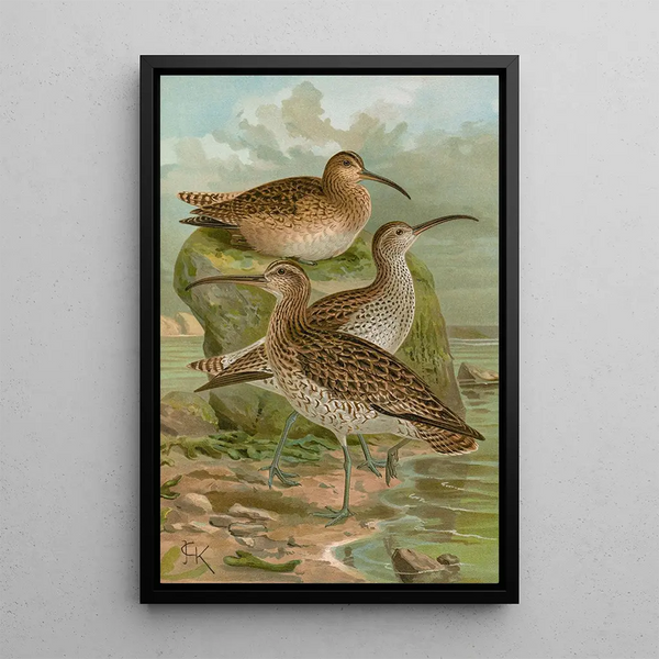 Numenius phaeopus and Numenius tenuirostris by Johann Friedrich Naumann — framed artwork on a wall