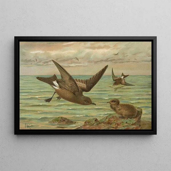 Oceanodroma leucorrhoa Vieill Goéland à queue fourchue - Johann Friedrich Naumann — framed artwork on a wall