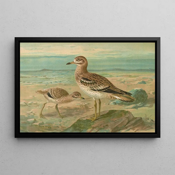 Œdicnème œdicnème - Johann Friedrich Naumann — framed artwork on a wall