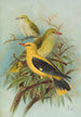 Oriolus oriolus - Johann Friedrich Naumann — artwork view