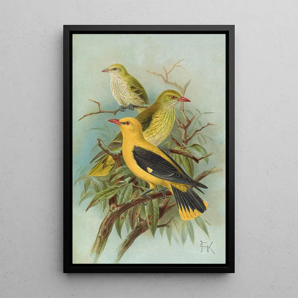 Oriolus oriolus - Johann Friedrich Naumann — framed artwork on a wall