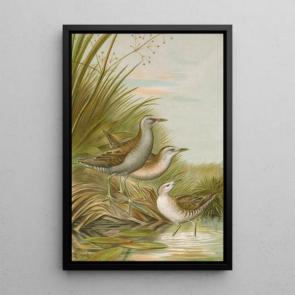 Ortygometra parva - Johann Friedrich Naumann — framed artwork on a wall