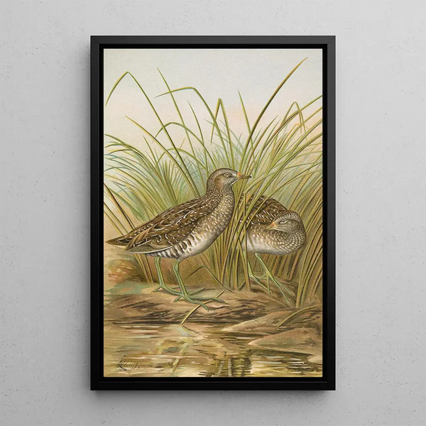 Ortygometra porzana - Johann Friedrich Naumann — framed artwork on a wall