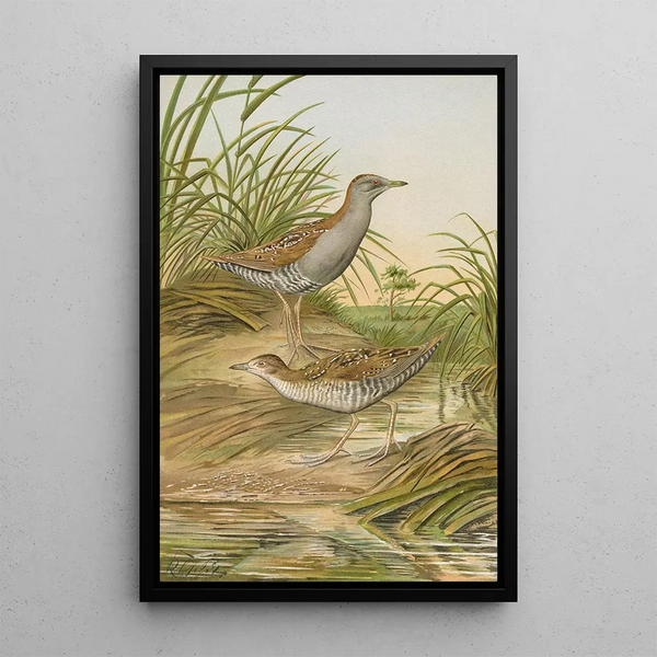 Ortygometra pusilla - Johann Friedrich Naumann — framed artwork on a wall
