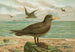 Ossifraga gigantea GMEL Great petrel - Johann Friedrich Naumann — artwork view