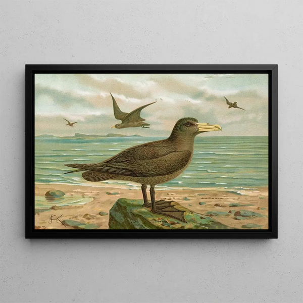 Ossifraga gigantea GMEL Great petrel - Johann Friedrich Naumann — framed artwork on a wall