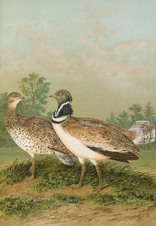 Johann Friedrich Naumann - Otis tetrax.webp