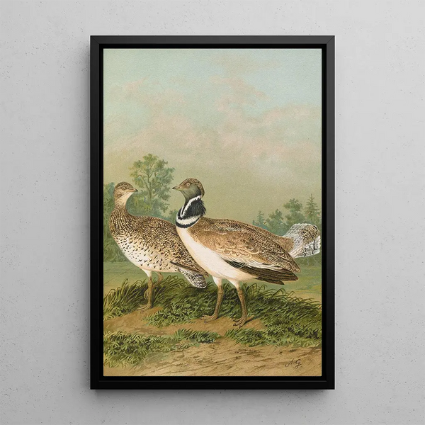 Otis tetrax - Johann Friedrich Naumann — framed artwork on a wall