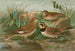Otocorys alpestris L Melanocorypha sibirica - Johann Friedrich Naumann — artwork view