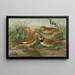 Otocorys alpestris L Melanocorypha sibirica - Johann Friedrich Naumann — framed artwork on a wall