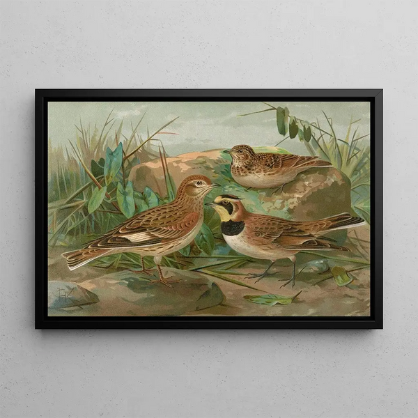 Otocorys alpestris L Melanocorypha sibirica - Johann Friedrich Naumann — framed artwork on a wall