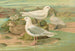 Pagophila eburnea, Phipps, Larus leucopterus, Faber - Johann Friedrich Naumann — artwork view
