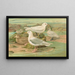Pagophila eburnea, Phipps, Larus leucopterus, Faber - Johann Friedrich Naumann — framed artwork on a wall