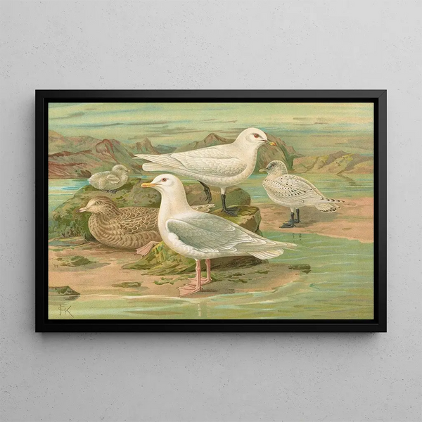 Pagophila eburnea, Phipps, Larus leucopterus, Faber - Johann Friedrich Naumann — framed artwork on a wall