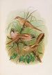 Panurus biarmicus - Johann Friedrich Naumann — artwork view