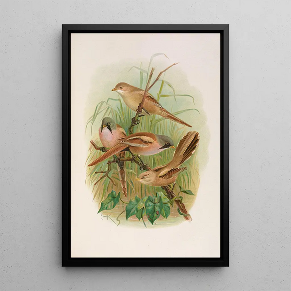Panurus biarmicus - Johann Friedrich Naumann — framed artwork on a wall