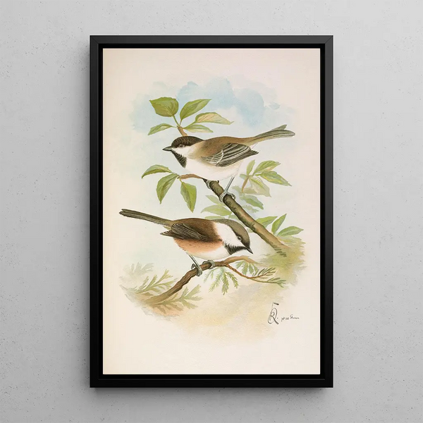 Parus cinctus Parus lugubris - Johann Friedrich Naumann — framed artwork on a wall