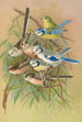 Parus coeruleus Aegithalus caudatus caudatus vagans caudatus Irbyi Parus cyanus Pall - Johann Friedrich Naumann — artwork view