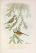 Parus cristatus - Johann Friedrich Naumann — artwork view