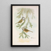 Parus cristatus - Johann Friedrich Naumann — framed artwork on a wall