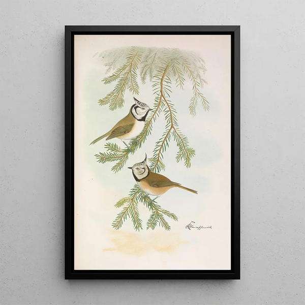 Parus cristatus - Johann Friedrich Naumann — framed artwork on a wall
