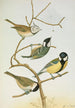 Parus mitratus Parus ater Parus major Parus subpalustris Brm - Johann Friedrich Naumann — artwork view