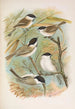 Parus salicarius montanus borealis Liljeborg Dresseri meridionalis Liljeborg - Johann Friedrich Naumann — artwork view