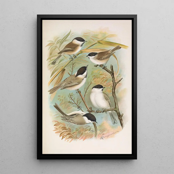 Parus salicarius montanus borealis Liljeborg Dresseri meridionalis Liljeborg - Johann Friedrich Naumann — framed artwork on a wall