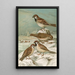 Passer domesticus Passer montanus - Johann Friedrich Naumann — framed artwork on a wall