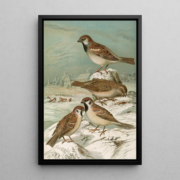 Passer domesticus Passer montanus - Johann Friedrich Naumann — framed artwork on a wall
