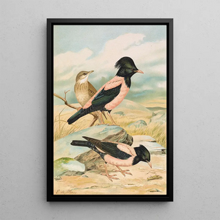 Johann Friedrich Naumann - Pastor roseus.webp