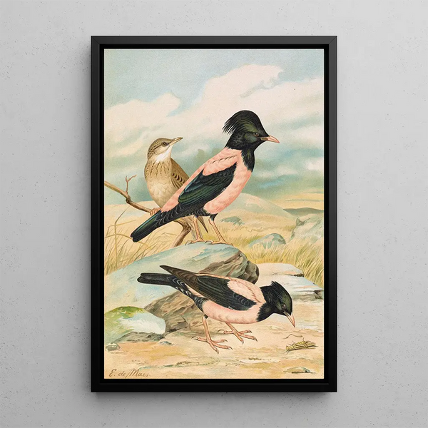 Pastor roseus - Johann Friedrich Naumann — framed artwork on a wall