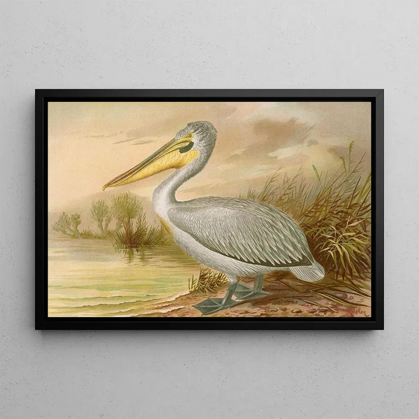 Frizzy Pelican Painting - Johann Friedrich Naumann — framed artwork on a wall