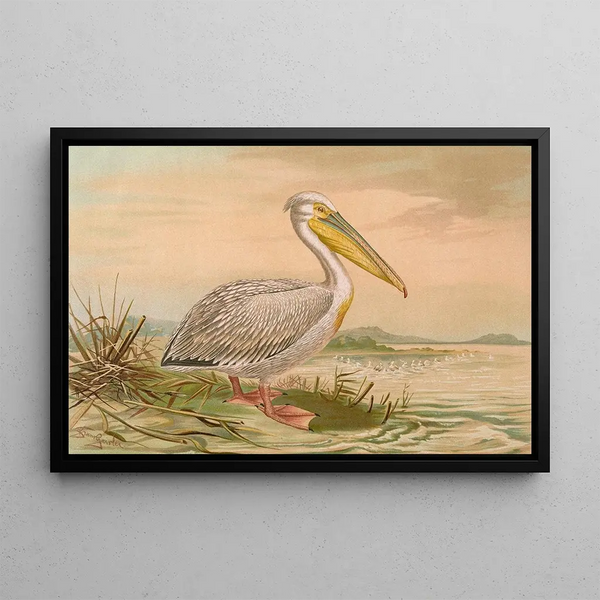 White Pelican Painting - Johann Friedrich Naumann — framed artwork on a wall
