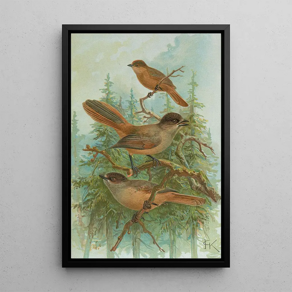 Perisoreus infaustus - Johann Friedrich Naumann — framed artwork on a wall