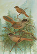 Perisoreus infaustus - Johann Friedrich Naumann — artwork view