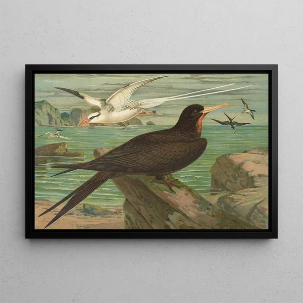 Phaéton éthéré Frégate aigle - Johann Friedrich Naumann — framed artwork on a wall