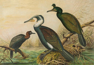 Phalacrocorax carbo, Phalacrocorax graculus, Phalacrocorax pygmaeus - Johann Friedrich Naumann — artwork view