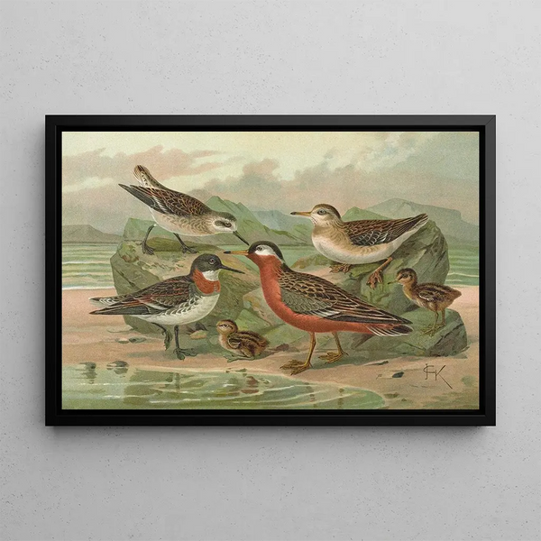 Phalaropus fulicarius Phalaropus lobatus - Johann Friedrich Naumann — framed artwork on a wall