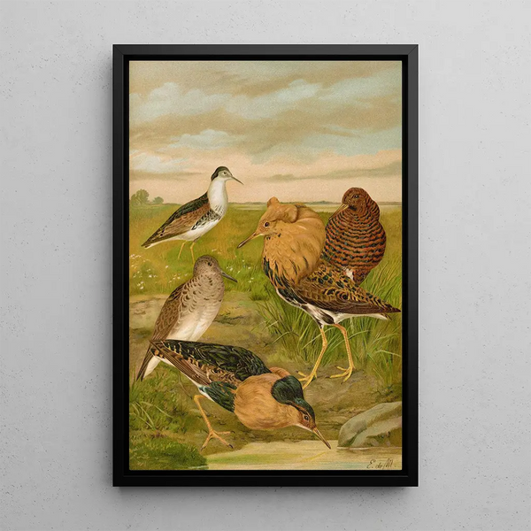 Philomachus pugnax - Johann Friedrich Naumann — framed artwork on a wall