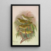 Phylloscopus Bonnellii coronatus trochilus sibilator - Johann Friedrich Naumann — framed artwork on a wall