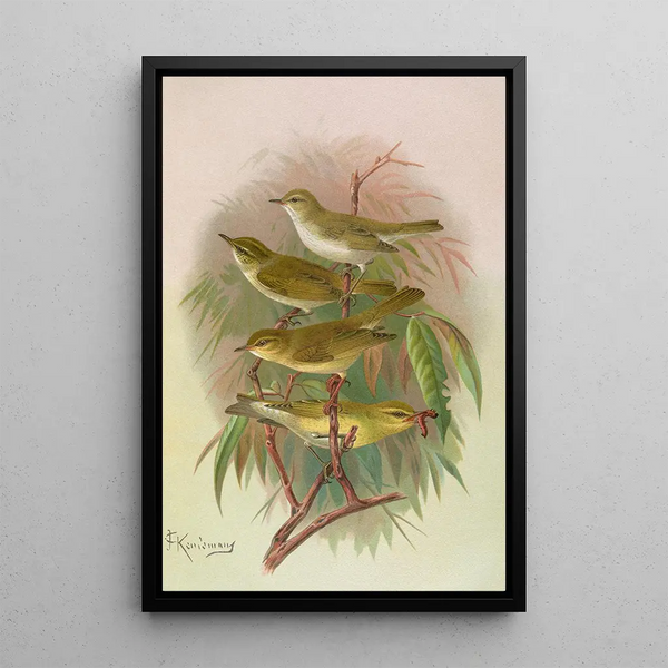 Phylloscopus Bonnellii coronatus trochilus sibilator - Johann Friedrich Naumann — framed artwork on a wall