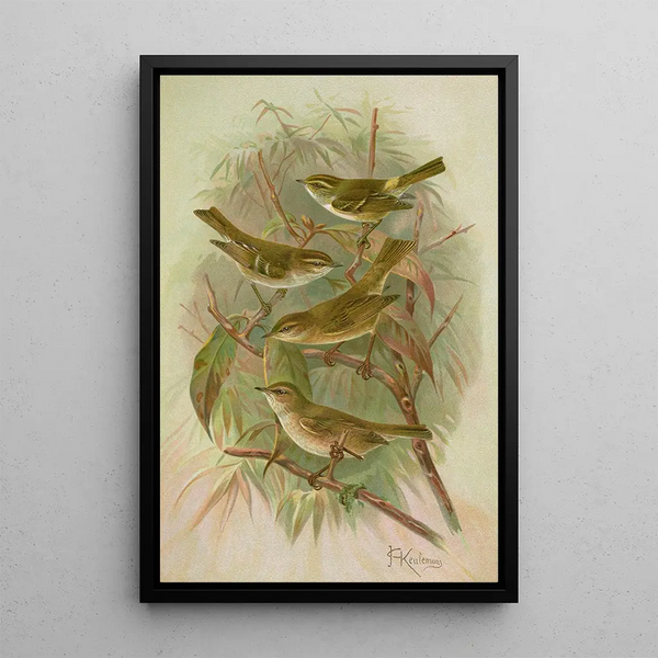 Phylloscopus proregulus superciliosus rufus tristis Blyth - Johann Friedrich Naumann — framed artwork on a wall