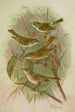 Phylloscopus proregulus superciliosus rufus tristis Blyth - Johann Friedrich Naumann — artwork view