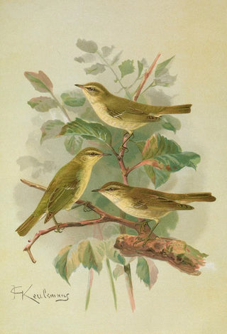 Johann Friedrich Naumann - Phylloscopus viridanus nitidus borealis.webp