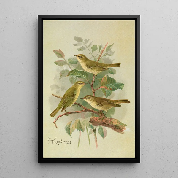 Phylloscopus viridanus nitidus borealis - Johann Friedrich Naumann — framed artwork on a wall